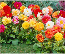 Unwin Bedding Flower Mix Seeds for growers filling out the Vibrant Flower Beds
