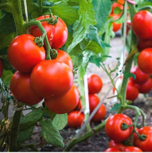 Beefsteak Tomato Seeds (Solanum lycopersicum) for a reliable harvest in the vegetable patch yard