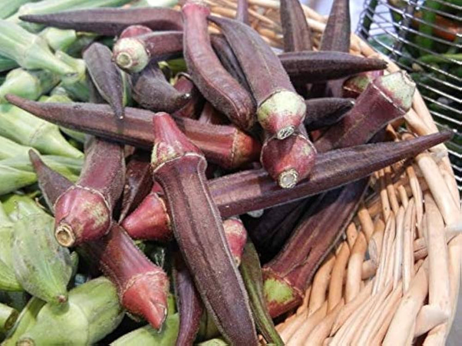 Red Okra Abelmoschus Esculentus vegetable seeds for planting in kitchen garden and backyard vegetable beds - for planting in home garden