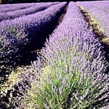 English Lavender Seeds for a fragrant addition to the herb patch