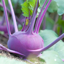 Certified Organic Viola Vienna Rapa Heirloom Seeds for gardeners building out beds and borders
