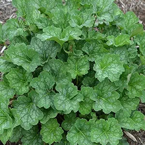 Heuchera Americana Heuchera americana for planting in shade garden