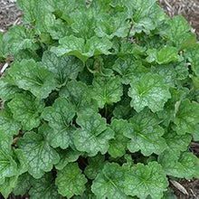 Heuchera Americana Heuchera americana for planting in shade garden