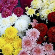 Chrysanthemum Chrysanthemum Morifolium perennial flower Seeds for a lasting display in the backyard borders and seasonal garden beds