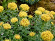 Rhodiola Rosea Plants for seasonal color across the Stress-Reducing Herb Garden