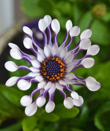 Osteospermum Seeds (African daisy) for growers filling out the vertical garden and container planting