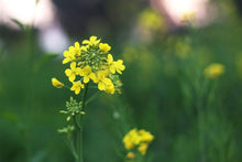 Mustard Seeds for productive rows in the Pots