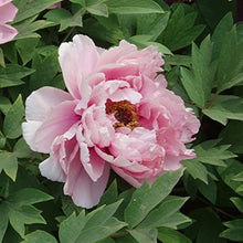 Dark Grey Peony Seeds for long-term planting in the yard
