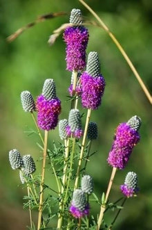 Purple Clover Seeds for growers filling out the Trifolium meadow pollinator garden