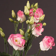 Pink Lisianthus Seeds for long-term planting in the Bonsai Garden or Planters