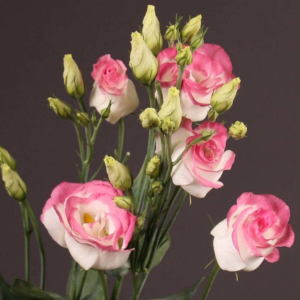 Lisianthus Flower Eustoma grandiflorum for planting in home garden or flower bed