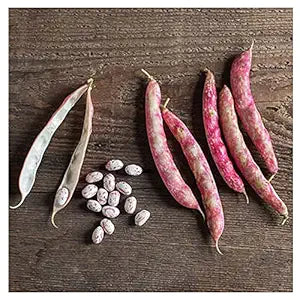 Bonsai Red Bean – Vigna angularis for planting in garden