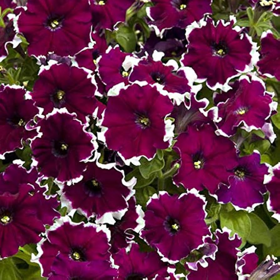 Petunia Petunia Hybrida Double Petals Flower Seeds for Planting – Ideal for Hanging Baskets and Ornamental Borders