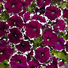 Petunia Petunia Hybrida Double Petals Flower Seeds for Planting – Ideal for Hanging Baskets and Ornamental Borders