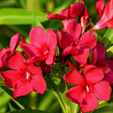 Oleander Seeds (Nerium oleander) for growers filling out the Flower Bed & Garden