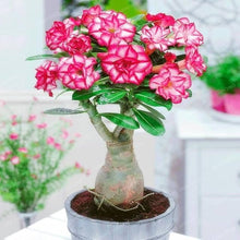 Desert Rose Adenium Obesum Schwarz Lila Weiß Seeds for seasonal color across the Decorative Indoor Pots
