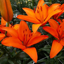 Orange Lily Seeds for a lasting display in the DIY Home Garden Planting