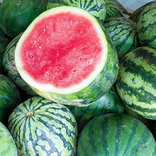 Seedless Watermelon Seeds (Citrullus lanatus) for a fresh homegrown crop from the home garden and backyard watermelon planting