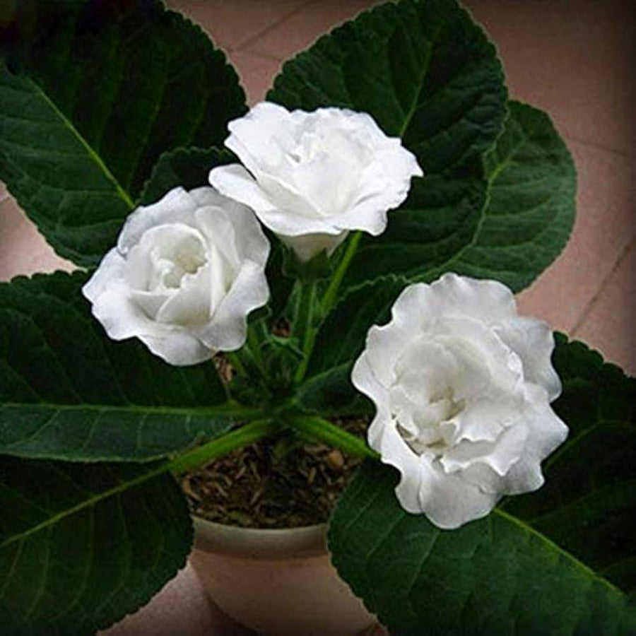 Gloxinia Seeds 9 Colors for planting in flower bed
