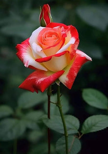Rose Rosa Hybrida Rare Seeds for colorful blooms in the Decorative Home Indoor Pots