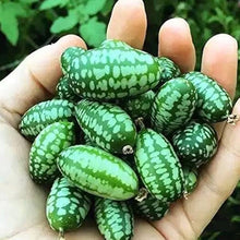 Mini Pepquino Watermelon Seeds (Citrullus lanatus) for productive rows in the vegetable patches and edible landscapes