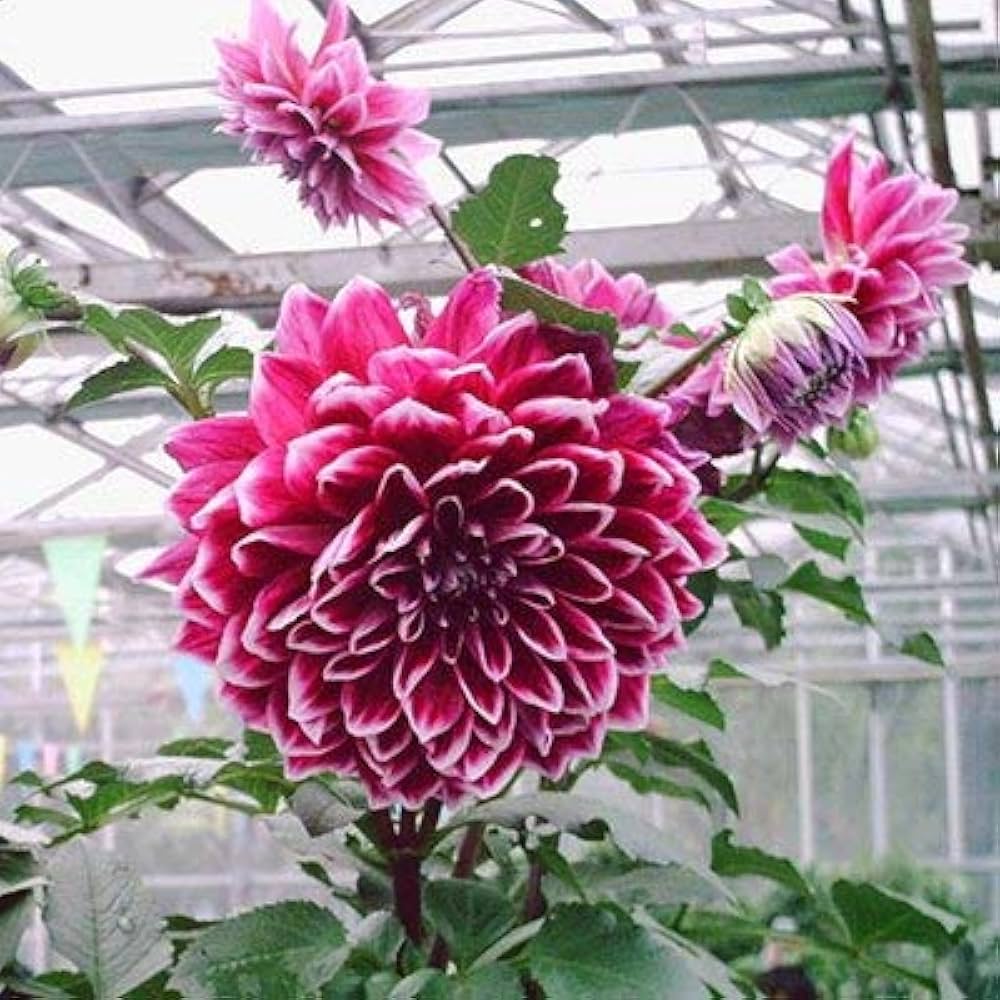 White & Purple Dahlia (Dahlia spp.) for bonsai-style garden use