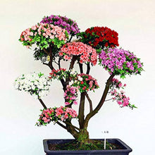 Azalea Bonsai Rare Perennial Flower Snow Plant Flowers Bonsai Plants for long-term planting in the yard