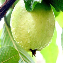 Guava Tree Seeds for a homegrown harvest from the Edible Home Orchard