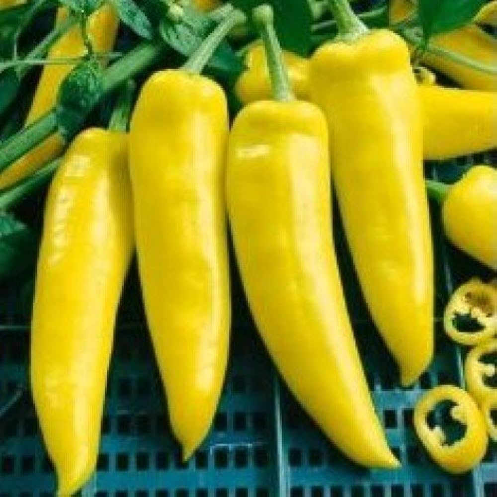 Hungarian Wax Pepper Capsicum annuum hot vegetable seeds for planting in kitchen garden containers - for planting in home garden