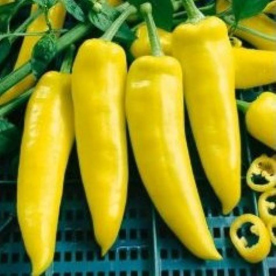 Numex (Sunrise Pepper Capsicum annuum vegetable) for planting in garden