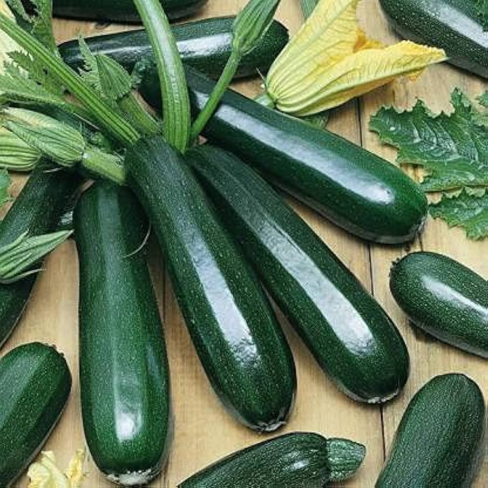 Zucchini Squash (Cucurbita pepo) for planting in vegetable patch