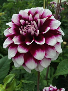 Army Green: New Arrival Purple Edge White Dahlia Seeds for long-term planting in the yard