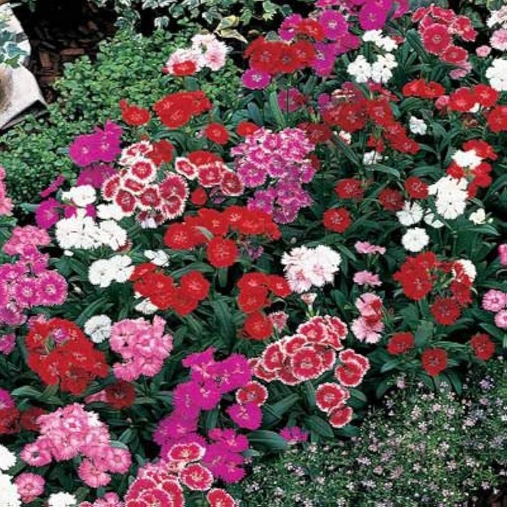 King of Black Carnation Dianthus seeds