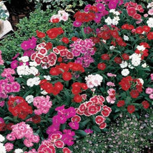 King of Black Carnation Dianthus seeds