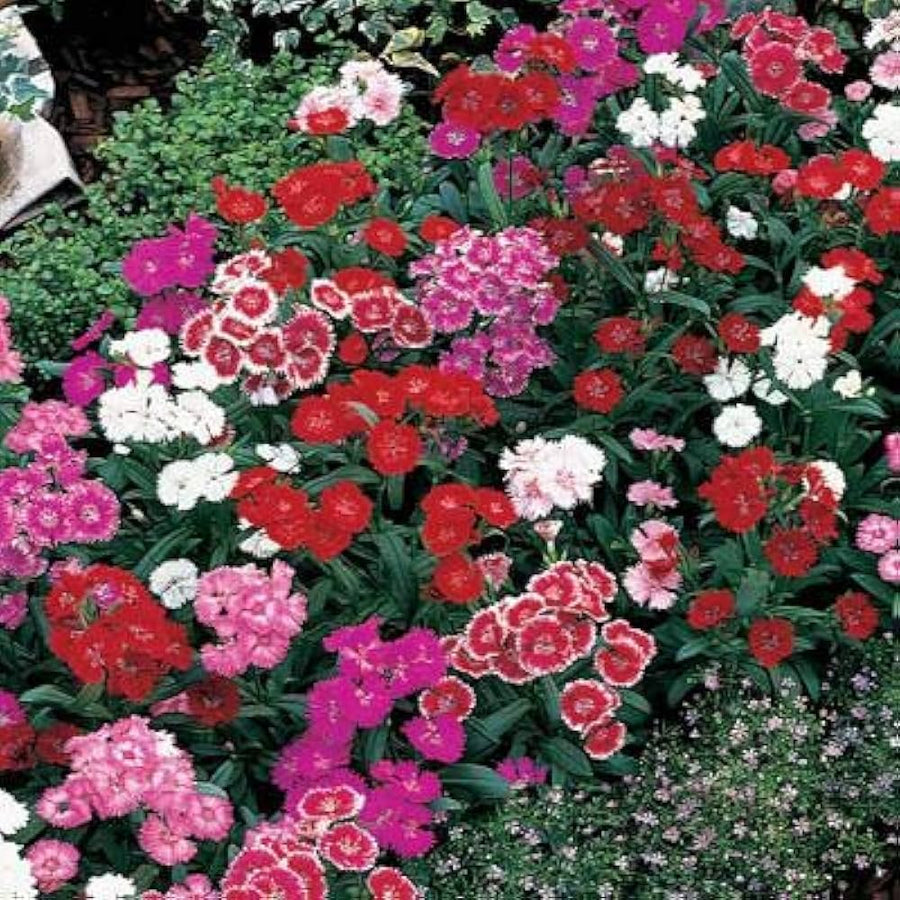 King of Black Carnation Dianthus seeds
