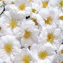 Moss Rose Portulaca Grandiflora White Ground Cover Flower Seeds for Planting – Drought-Tolerant Variety for Sunny Spots