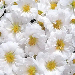 Moss Rose Portulaca Grandiflora White Ground Cover Flower Seeds for Planting – Drought-Tolerant Variety for Sunny Spots