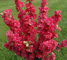 Giant Red Delphinium Seeds for a bright addition to the Perennial Garden Flowers
