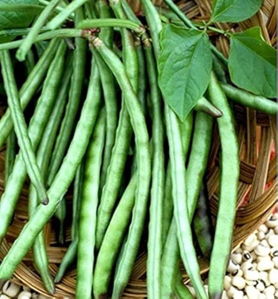 Blackeye Peas for planting in vegetable patch