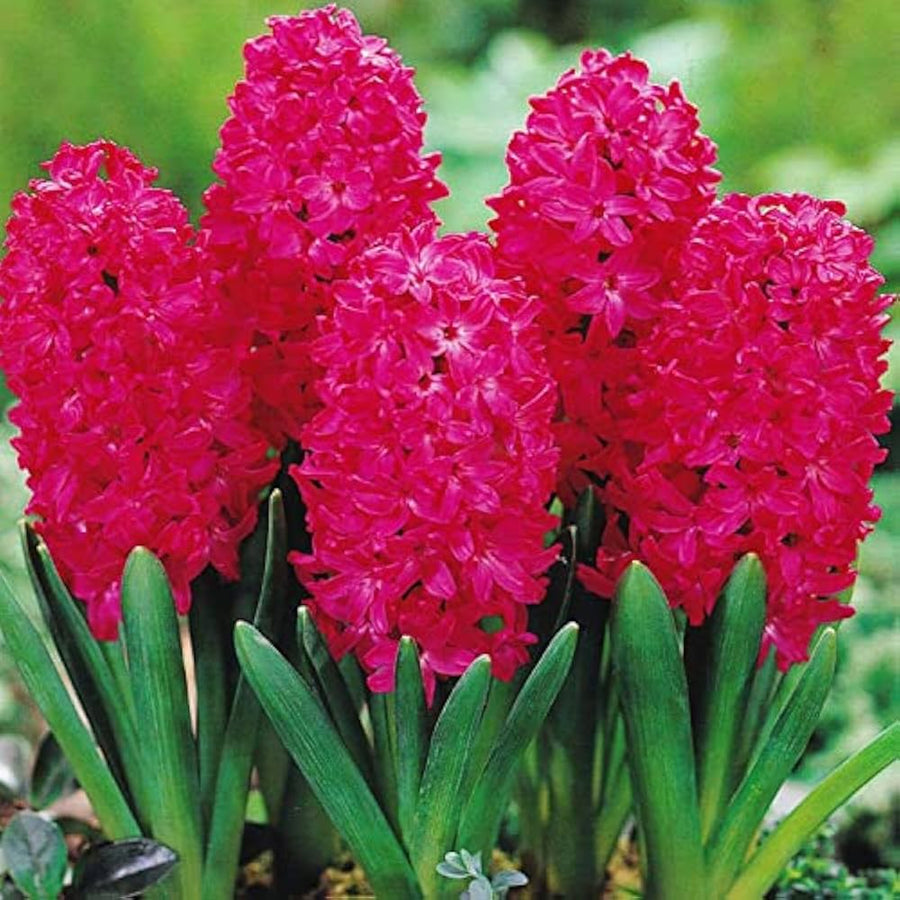Hyacinth Hyacinthus orientalis hot pink flower seeds for planting in home garden and borders - for planting in home garden