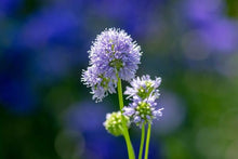 Globe Gilla Seeds grown for stunning Globe-Shaped Flowers