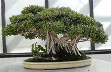 Iberbillea Lindheimeri Rare Bonsai Seeds for growers establishing the Unique Bonsai Garden