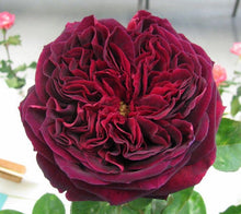 Chinese Rose of Charm Seeds for a lasting addition to the Bonsai & Garden