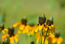Yellow Clasping Coneflower Seeds (Rudbeckia hirta) for colorful blooms in the Flower Bed & Wildflower Garden