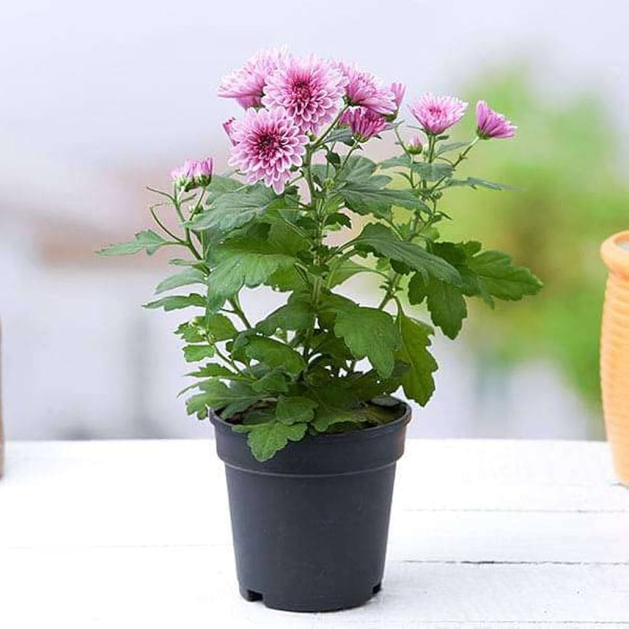 Chrysanthemum Chrysanthemum Morifolium flower seeds for planting in backyard gardening and decorative pots - for planting in home garden
