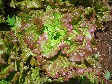 Prizehead Lettuce (Lactuca sativa) for organic garden and salad planting