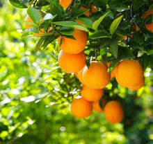 Bonsai Lemon Tree Seeds grown for fruit Tree Planting at Home