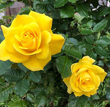 Fresh Osiria Rose Seeds for colorful blooms in the Lemon Yellow Garden