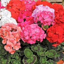 Plant Seeds (Maverick star) for a bright addition to the home gardens