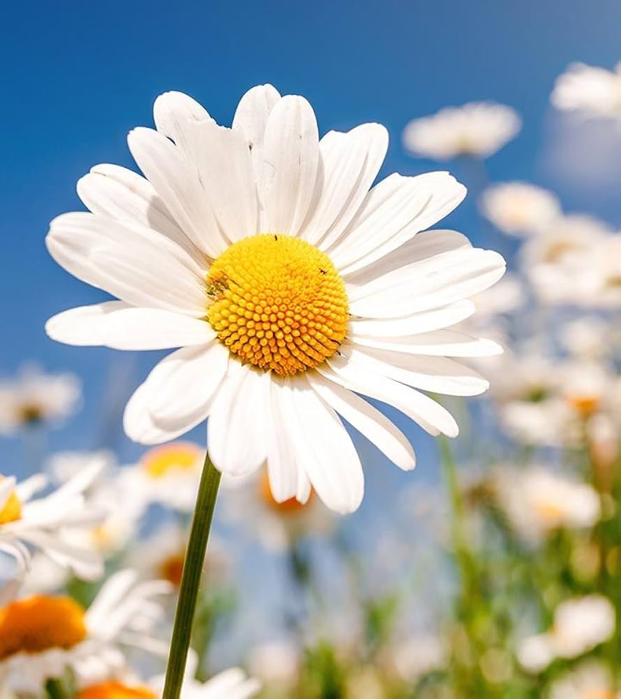 Bonsai Daisy (Bellis perennis) for planting in indoor bonsai garden
